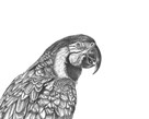 Parrot Portrait by Lucy Francis