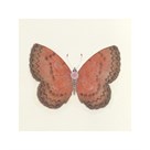 Butterfly I by Sophie Golaz