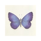 Butterfly II by Sophie Golaz