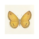Butterfly V by Sophie Golaz