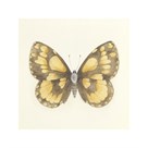 Butterfly VI by Sophie Golaz