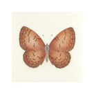 Butterfly VIII by Sophie Golaz