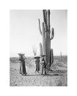 Maricopa Women Gathering Fruit From Saguaro Cacti by Edward Sheriff Curtis