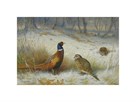 Pheasant in Winter by Archibald Thorburn