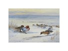 Widgeon in The Snow by Archibald Thorburn