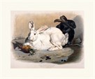 Black and White Rabbits by Louis Soulange Teissier