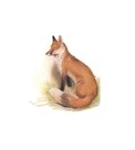 The Fox by Cecil Aldin