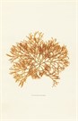 Lomentaria Articulata by Henry Bradbury