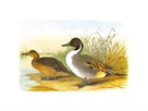 Ducks I by Henry Jones