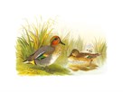 Ducks II by Henry Jones