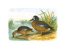 Ducks III by Henry Jones