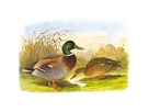 Ducks IV by Henry Jones