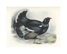 Black Grouse by Lilian Medland