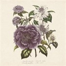 Camellia Reticulata by 19th Century English School