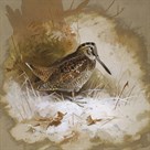 A Woodcock by Archibald Thorburn