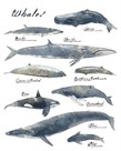 A Collection of Whales by Ken Hurd