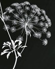 Allium Silhouette I by Ella Lancaster