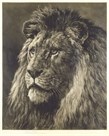 Lion by Herbert Dicksee