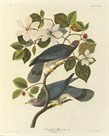 Band Tailed Pigeon by James Audubon