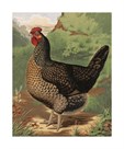 Mr. John Martin's Single Combed Dorking Hen by J. W. Ludlow