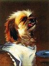 West Highland Terrier II by Thomas Earl