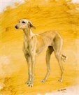 Whippet Study by Susan Crawford