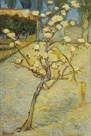 Small Pear Tree In Blossom by Vincent Van Gogh