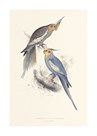 New Holland Parakeet by Edward Lear