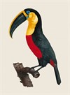 Le Grand Toucan by Jacques Barraband