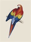 Red and Yellow Macaw by Edward Lear
