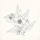 Christmas Rose by The Vintage Collection