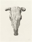 Skull Of A Cow, Seen From Above by Jean Bernard