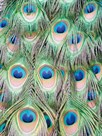 Peacock by Ella Lancaster