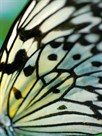 Butterfly by Ella Lancaster