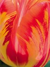 Radiant Orange Tulip by Ella Lancaster