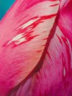 Radiant Pink Tulip I by Ella Lancaster