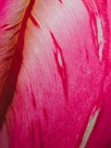 Radiant Pink Tulip II by Ella Lancaster