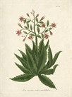Botanica Serrata by The Vintage Collection