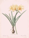 Amaryllis Doree - Rose by Pierre Joseph Redoute