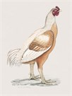 Malabar Cock by The Drammis Collection