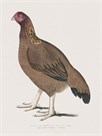 Malabar Hen by The Drammis Collection