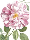 Exquisite Rose by The Vintage Collection