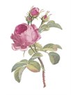 Fragrant Rose by The Vintage Collection