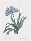 Agapanthus Africanus by Pierre Joseph Redoute