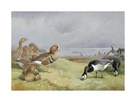 Barnacle Geese by Archibald Thorburn