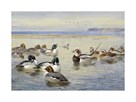 Goldeneye and Longtail by Archibald Thorburn