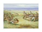 Greylag Geese by Archibald Thorburn