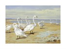 Whooper Swan by Archibald Thorburn