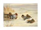 Wigeon and Teal by Archibald Thorburn