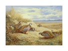 French Partridges by Archibald Thorburn